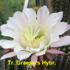 Tr. Graesers Hybr.4.1.jpg 